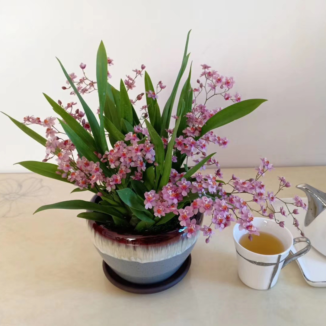 年宵花推荐_富贵满堂盆花图片_冬季养护花卉