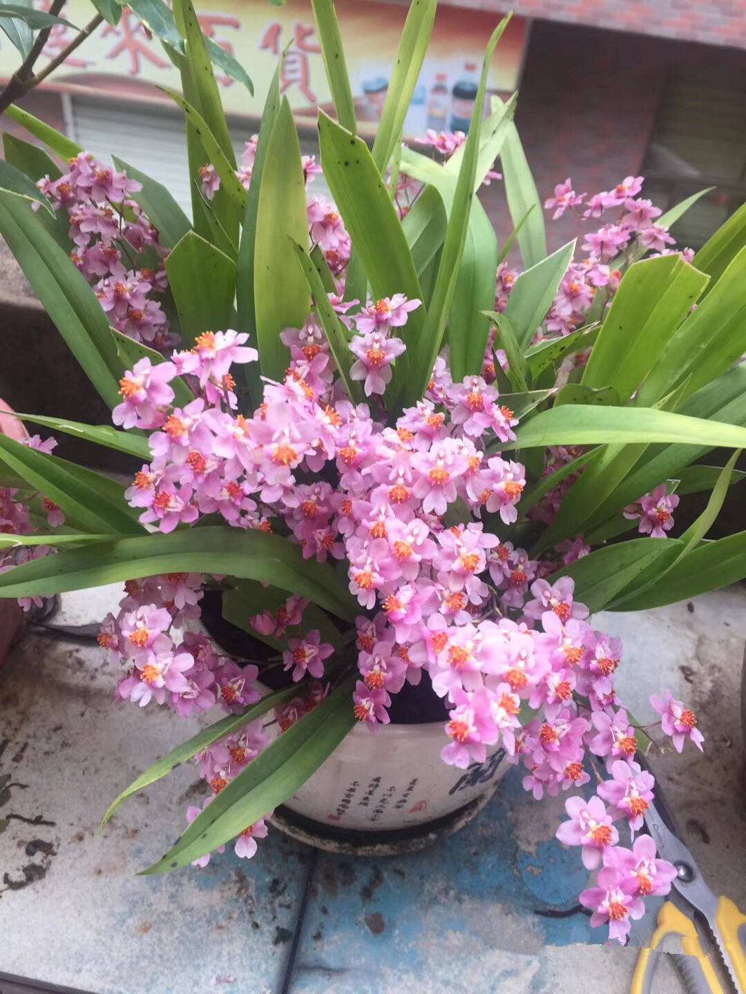 富贵满堂盆花图片_年宵花推荐_冬季养护花卉