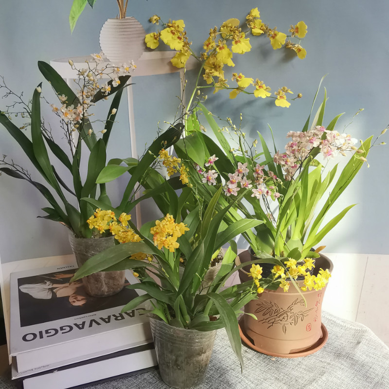 冬季养护花卉_年宵花推荐_富贵满堂盆花图片
