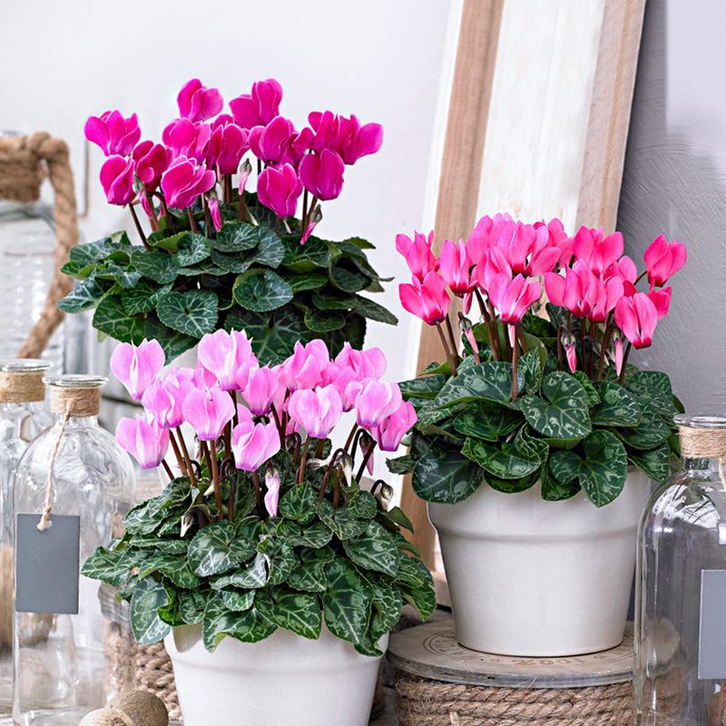 年宵花推荐_富贵满堂盆花图片_冬季养护花卉