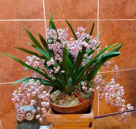 年宵花推荐_冬季养护花卉_富贵满堂盆花图片