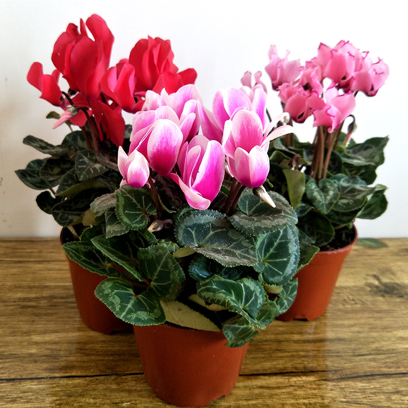 年宵花推荐_富贵满堂盆花图片_冬季养护花卉