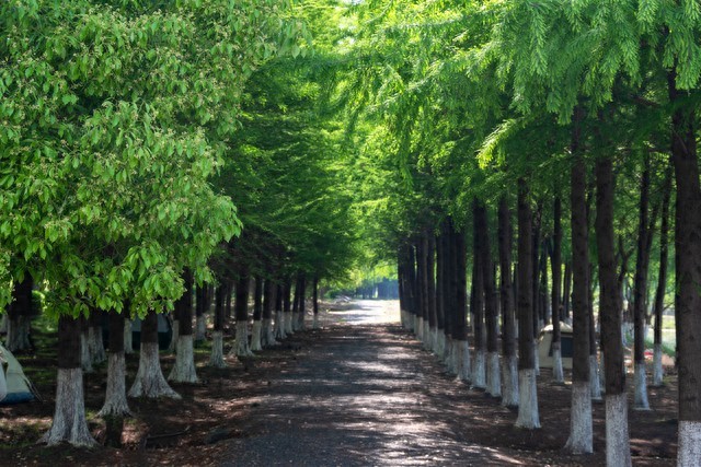富贵满堂盆花图片_ 招财绿植风水寓意 _绿植风水招财植物 