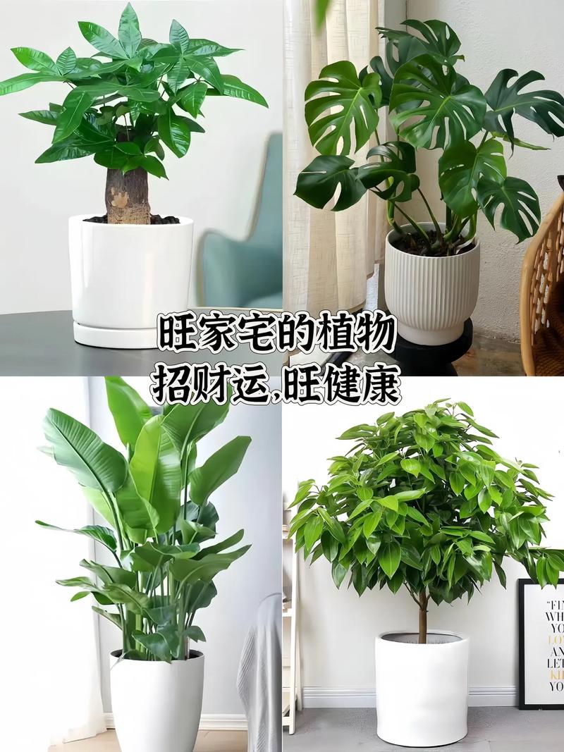 绿植风水招财植物 _富贵满堂盆花图片_ 招财绿植风水寓意 