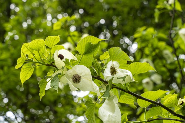  招财绿植风水寓意 _绿植风水招财植物 _富贵满堂盆花图片