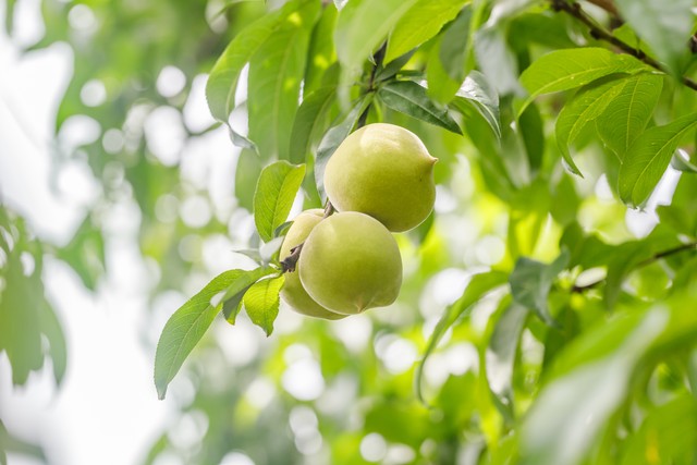 富贵满堂盆花图片_绿植风水招财植物 _ 招财绿植风水寓意 