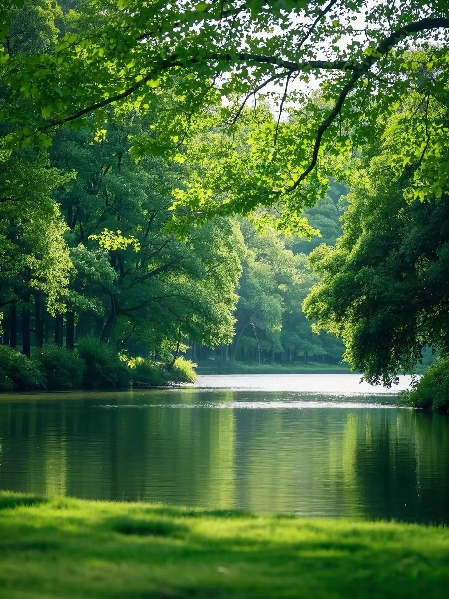 绿植风水招财植物 _ 招财绿植风水寓意 _富贵满堂盆花图片