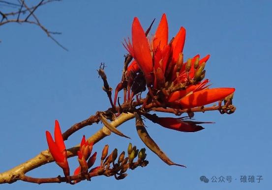 客厅风水旺财花卉_富贵满堂盆花图片_一品红养护方法