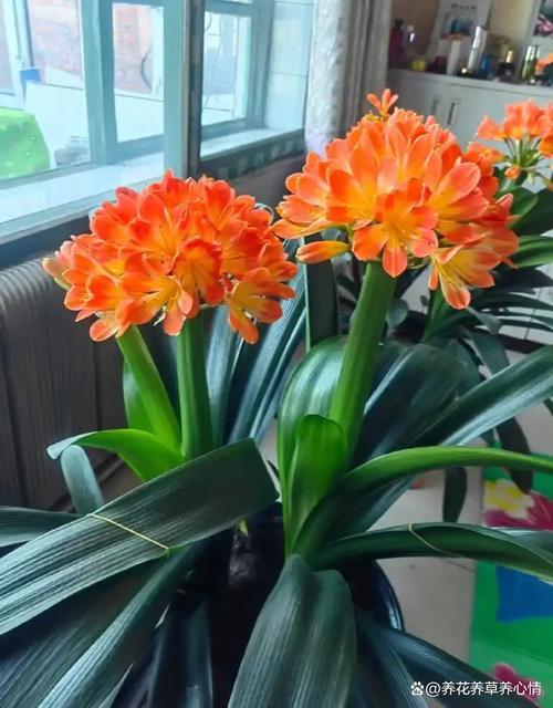 富贵满堂盆花图片_客厅风水旺财花卉_一品红养护方法