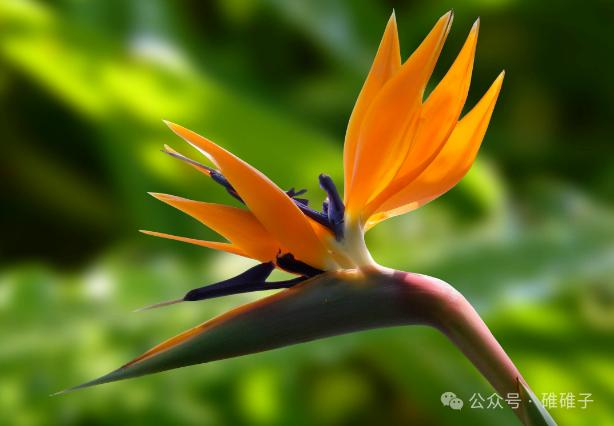 客厅风水旺财花卉_富贵满堂盆花图片_一品红养护方法