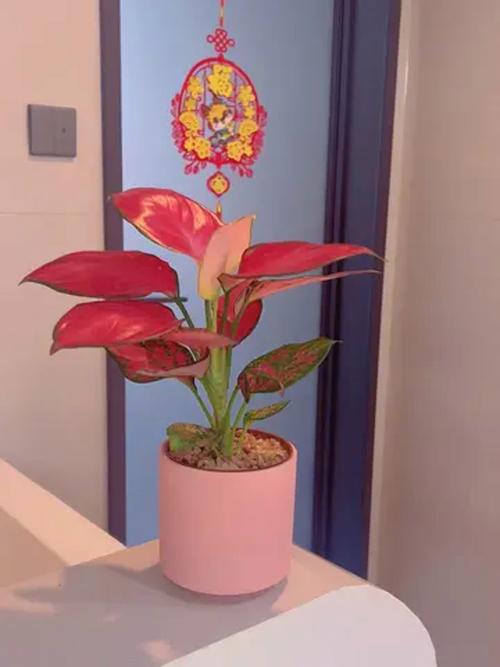 客厅风水旺财花卉_富贵满堂盆花图片_一品红养护方法