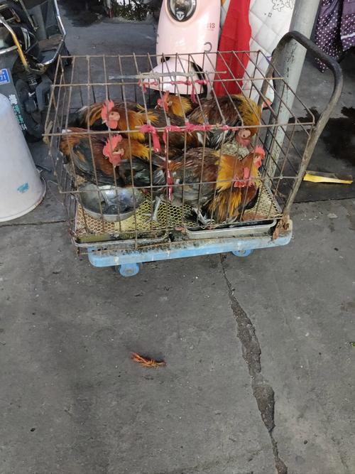 超市卤鸡价格真相_白羽肉鸡与土鸡成本差异_全国走地鸡价格行情