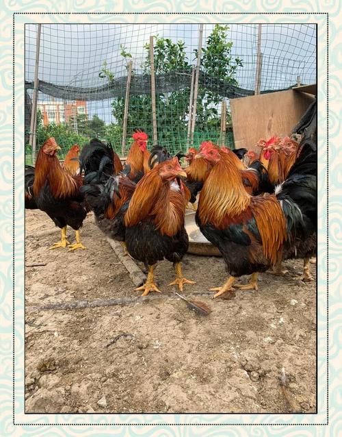 云浮散养鸡_广东走地鸡_全国走地鸡价格行情