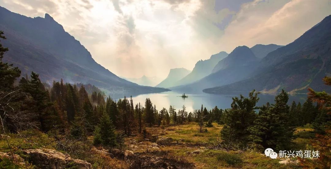 全国走地鸡价格行情_广东走地鸡_云浮散养鸡