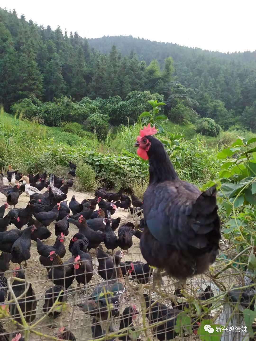 云浮散养鸡_广东走地鸡_全国走地鸡价格行情