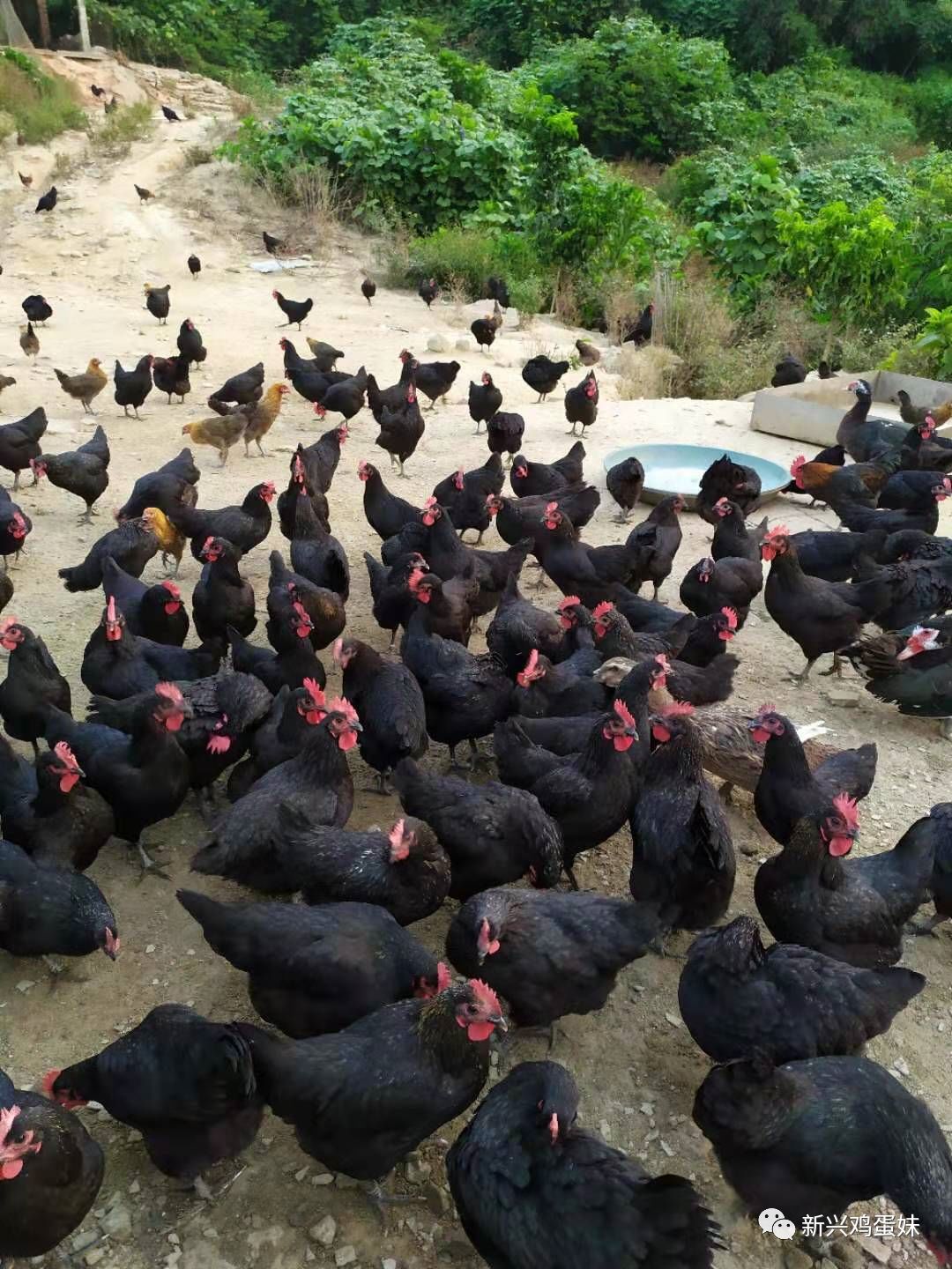 广东走地鸡_全国走地鸡价格行情_云浮散养鸡