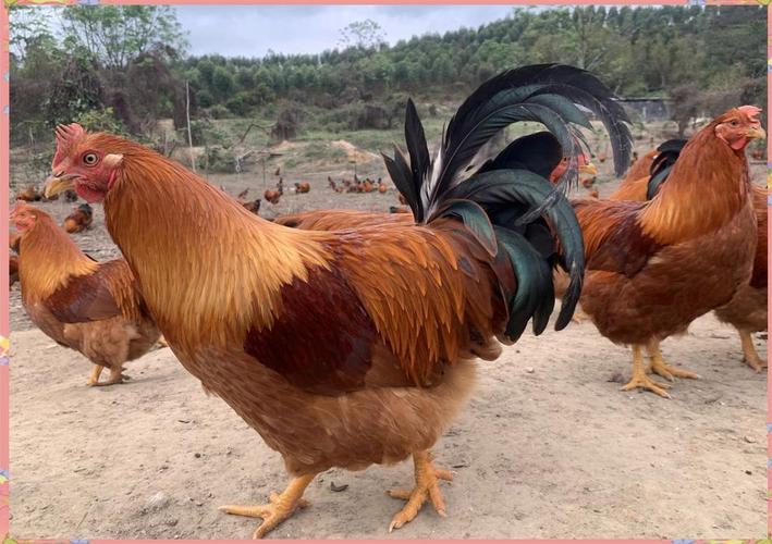 云浮散养鸡_广东走地鸡_全国走地鸡价格行情
