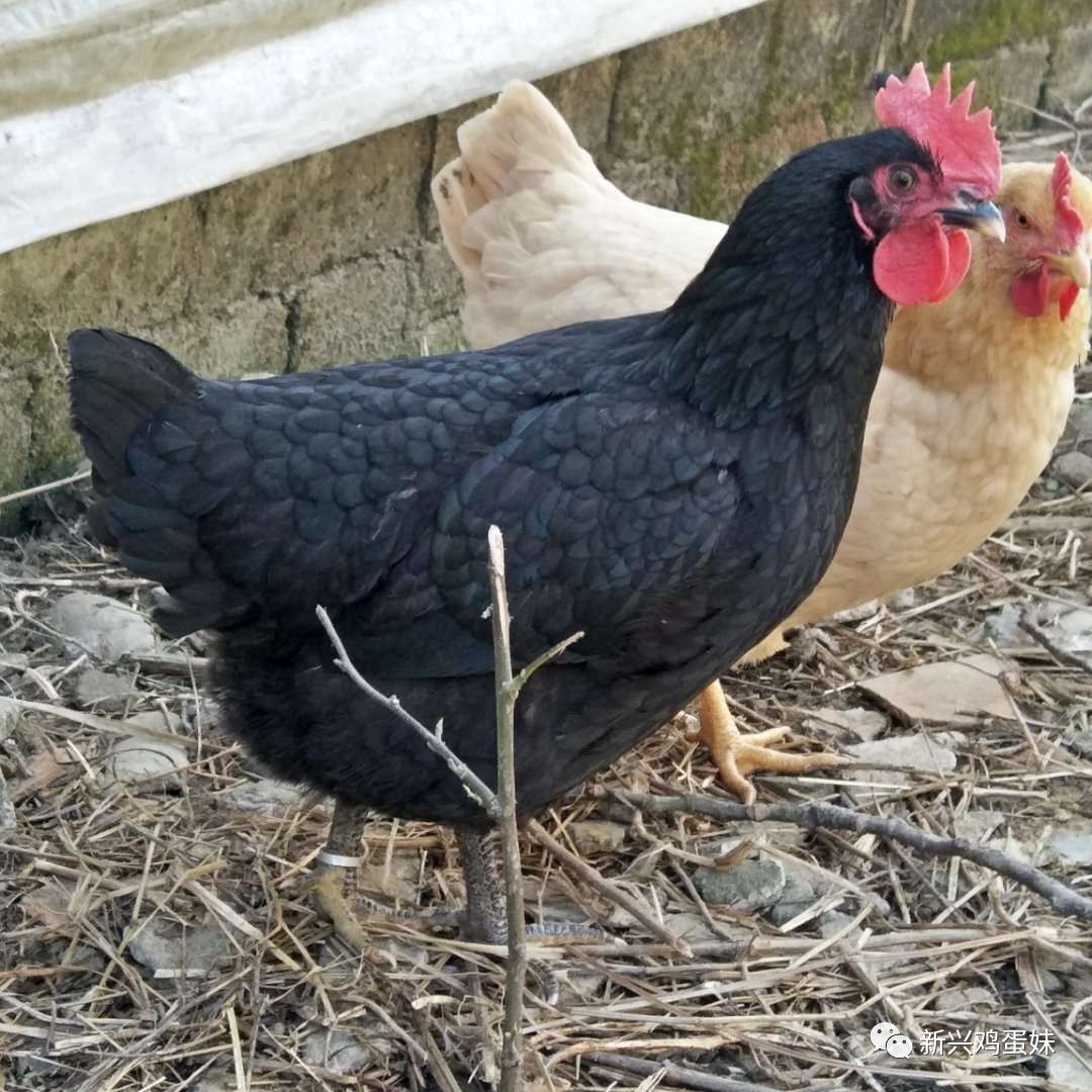 云浮散养鸡_广东走地鸡_全国走地鸡价格行情