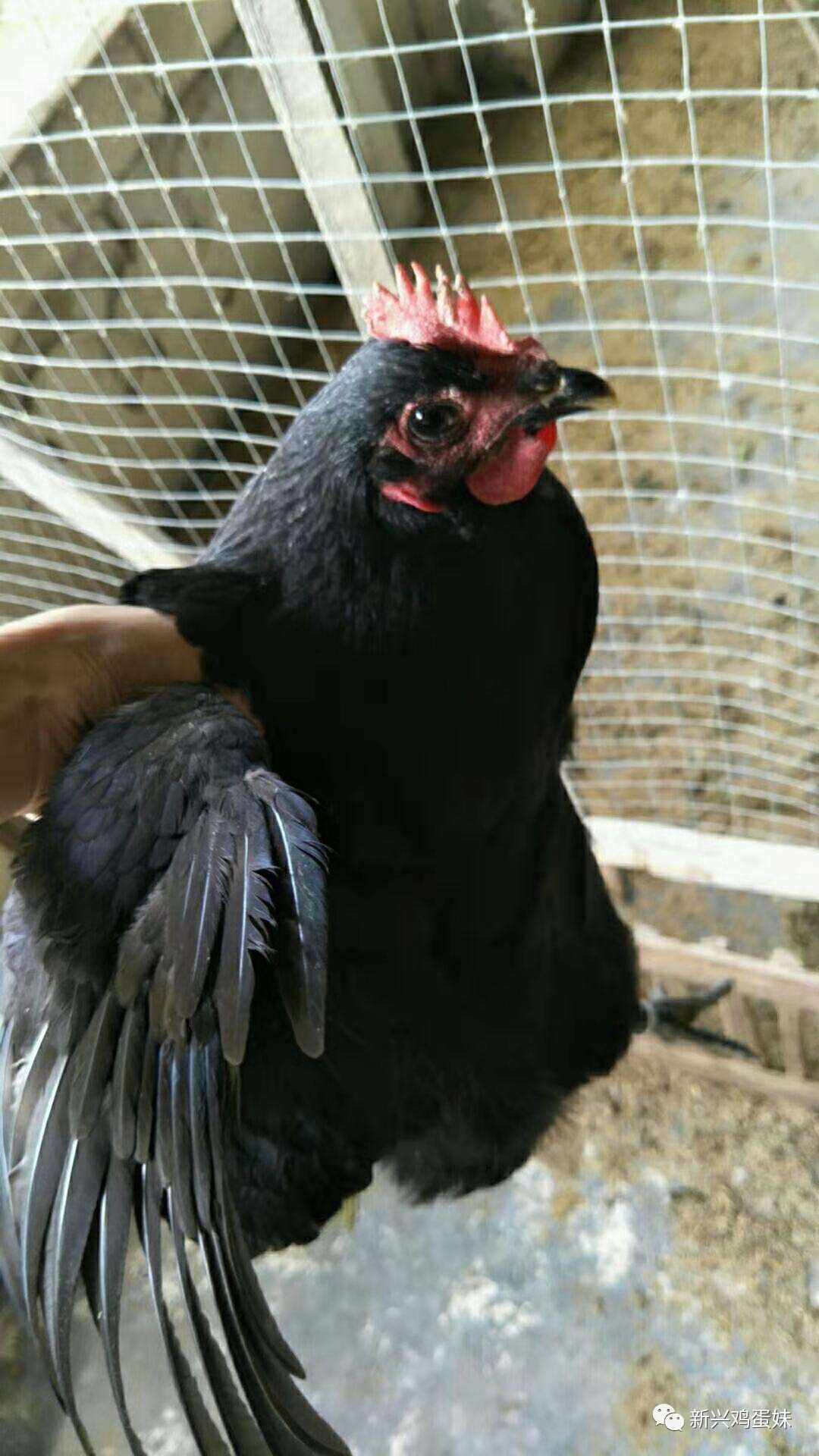 云浮散养鸡_广东走地鸡_全国走地鸡价格行情